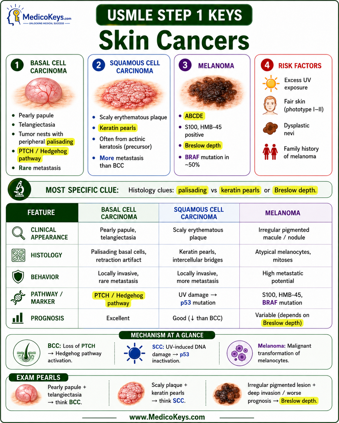 USMLE Step 1 updated high-yield visual and color-coded free sample page 2