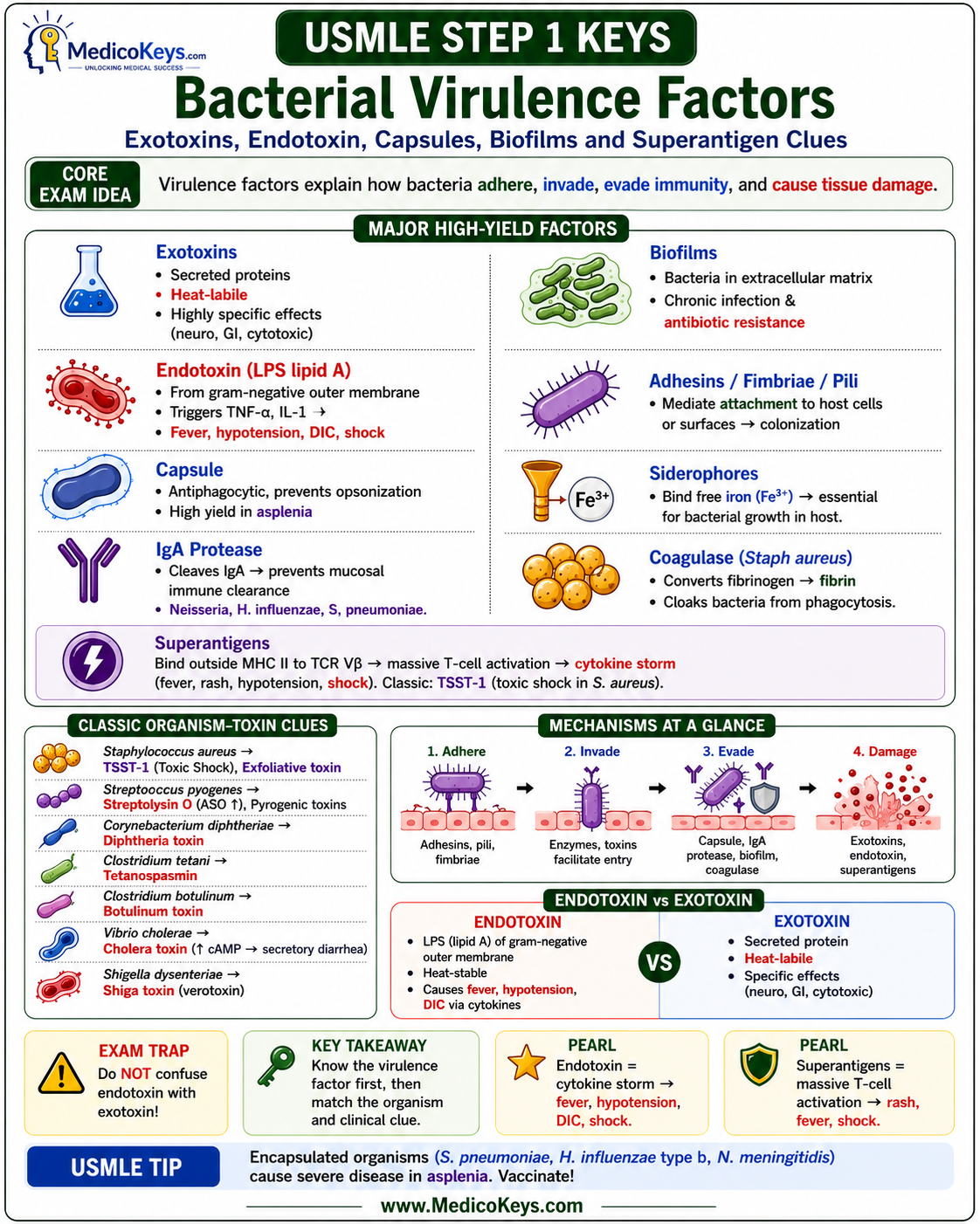 USMLE Step 1 updated high-yield visual and color-coded free sample page 3