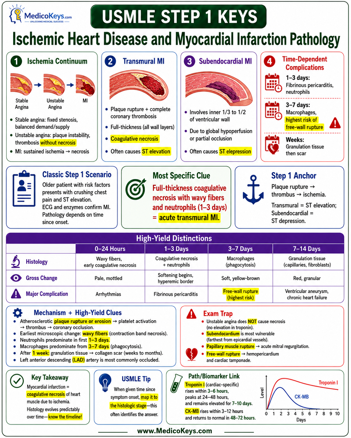 USMLE Step 1 updated high-yield visual and color-coded free sample page 5