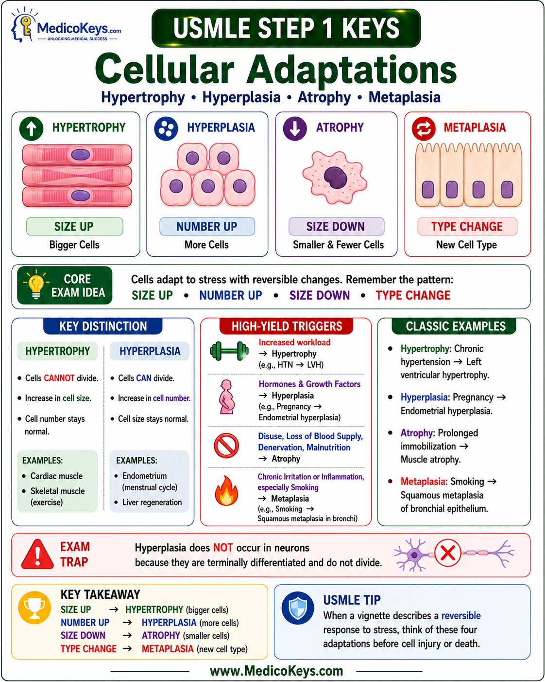USMLE Step 1 updated high-yield visual and color-coded free sample page 7