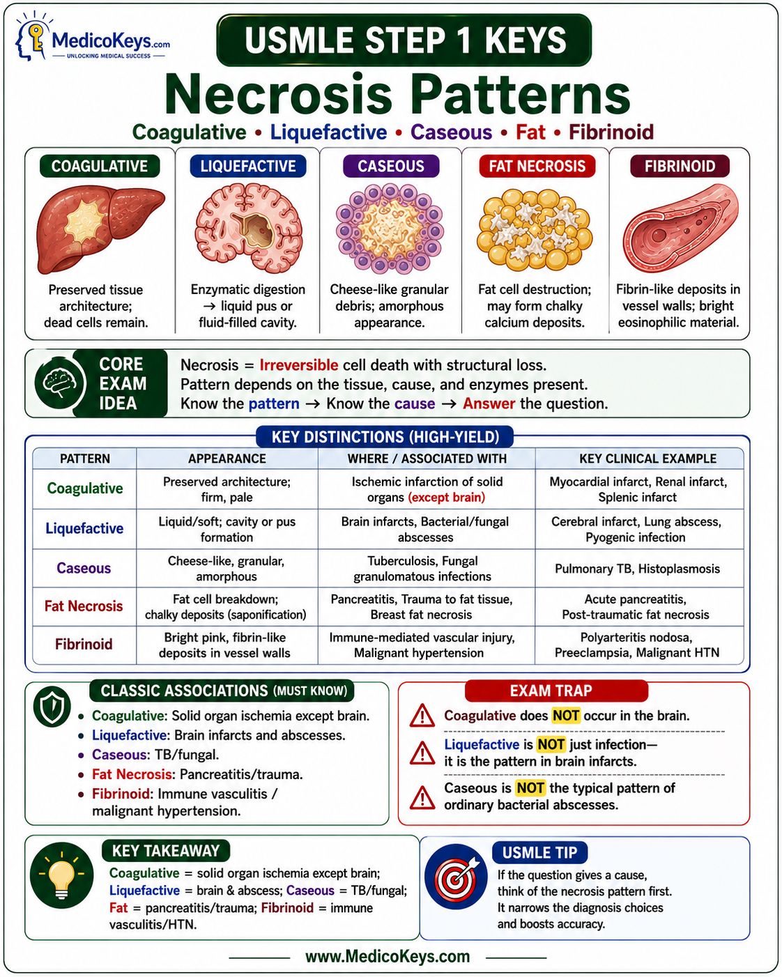 USMLE Step 1 updated high-yield visual and color-coded free sample page 8