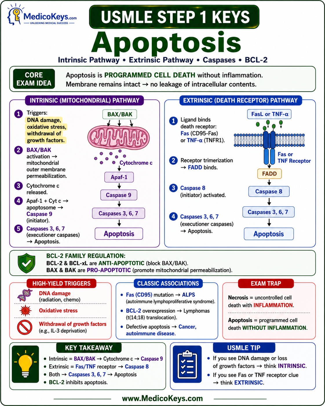 USMLE Step 1 updated high-yield visual and color-coded free sample page 9